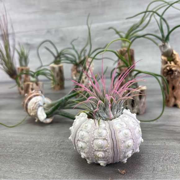 🔆AIR PLANT DRYED CACTUS 🔆 REAL PLANTS DECOR - Picture 2 of 9
